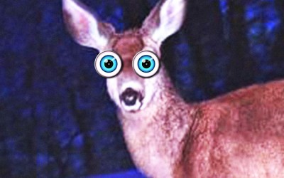 A DOE IN THE HEADLIGHTS