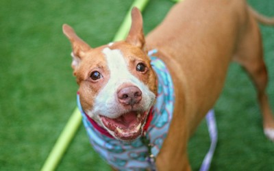 Audit Reveals Breakdowns  at City Animal Care Centers: Comptroller