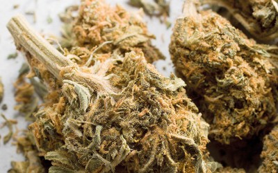 Addabbo Raises Concern  over New Marijuana Laws at Civic Meeting