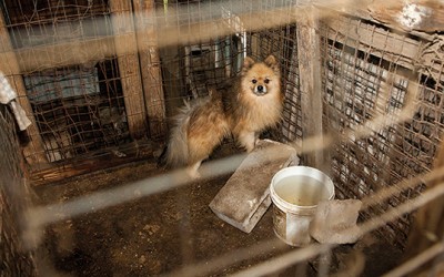 State Senate Votes in Favor of Bill  to Ban the Sale of Puppy Mill Animals