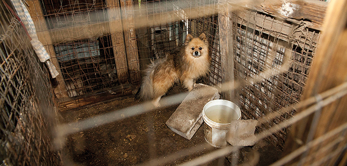 State Senate Votes in Favor of Bill  to Ban the Sale of Puppy Mill Animals