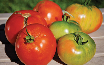 Get the Most Out of Your Tomato Harvest