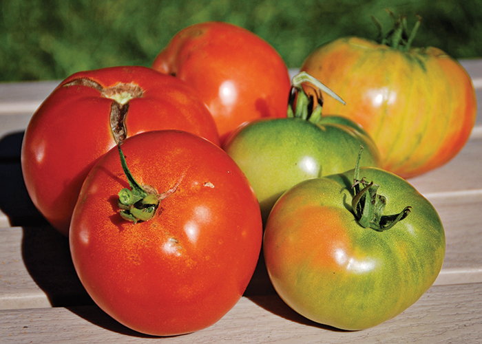 Get the Most Out of Your Tomato Harvest