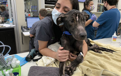 Animal Hospital Addresses ‘Compassion Fatigue’ among Veterinary Workers