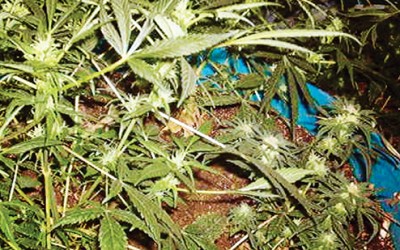Colleges Present Introductory Cannabis Industry Workshop