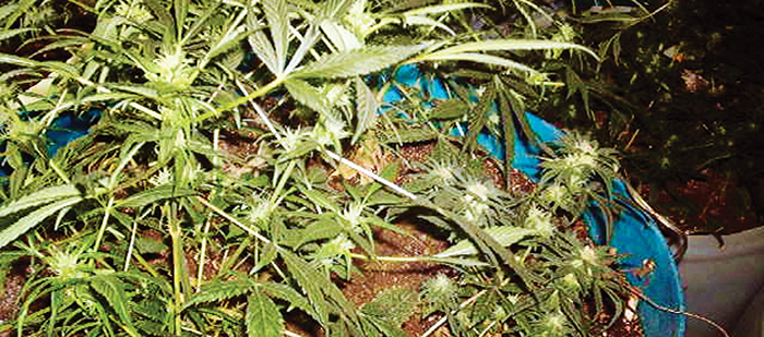 Colleges Present Introductory Cannabis Industry Workshop