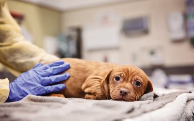 Broad Channel Man Facing Animal Cruelty Charges after 45 Dogs Rescued from Home