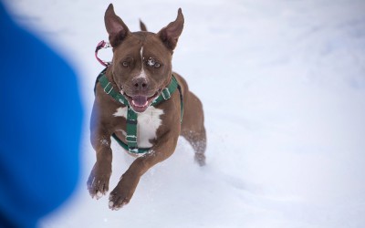 Best Friends Animal Society Offers Top 10 Safety Tips to Follow as Temps Dip
