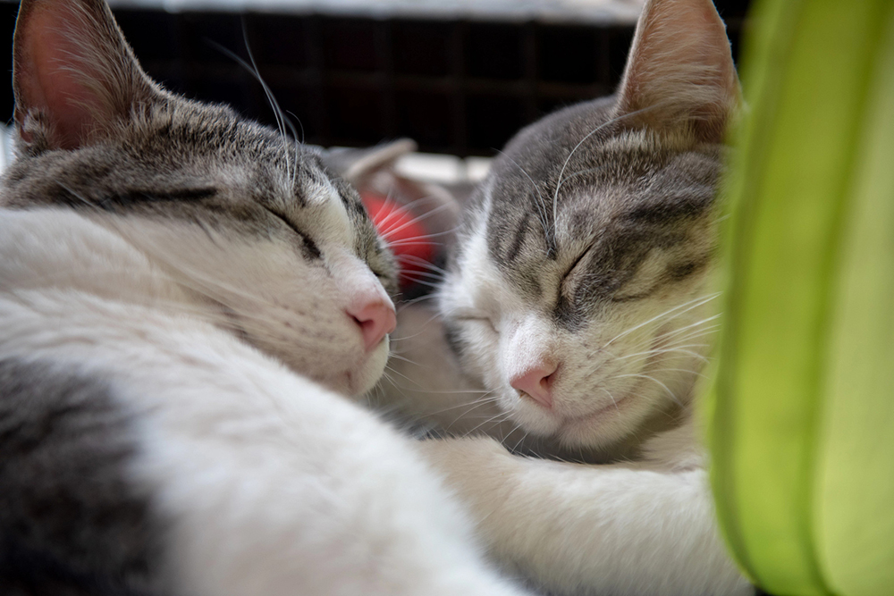 Photo Courtesy of BFAS Cats Anthony and George enjoy the warmth indoors.