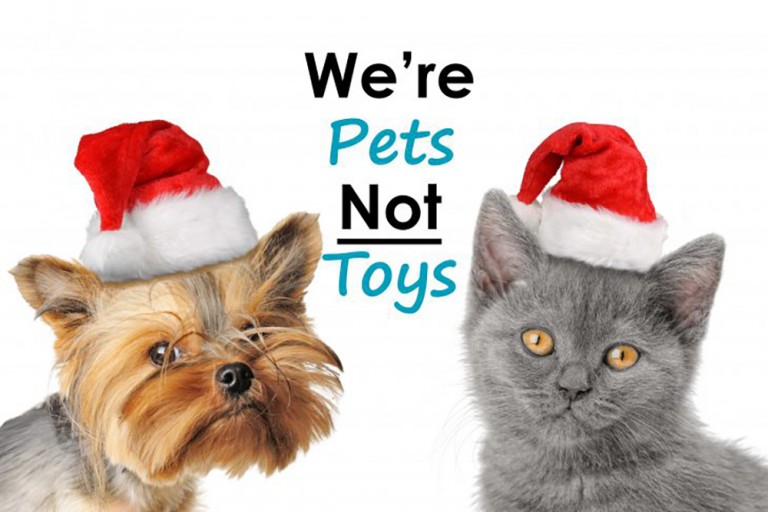 Consider all Aspects of Giving Pets as Gifts for the Holidays