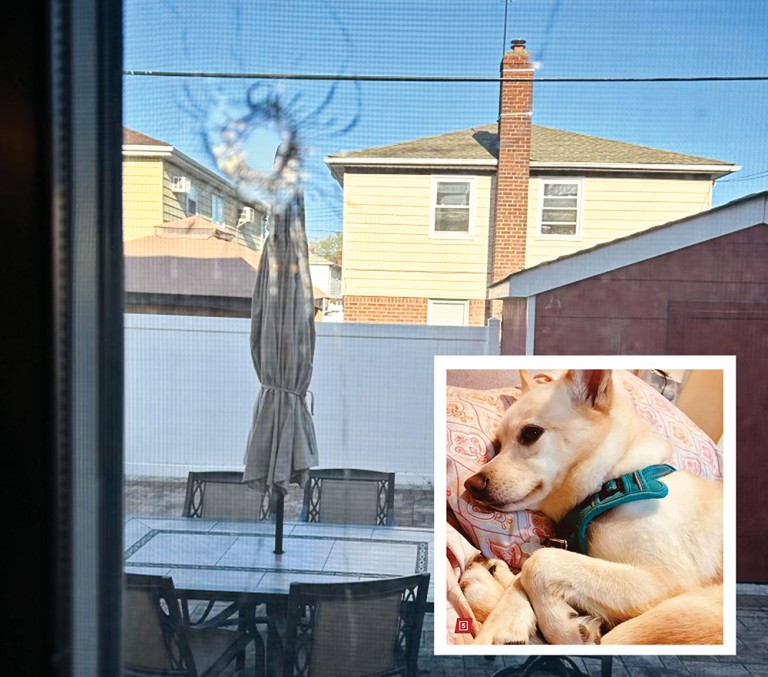 Stray Bullet Slays Cherished Howard Beach Dog