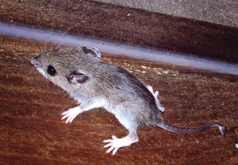 Vermin in 12 Percent of Queens Homes, Higher than National Average: Study