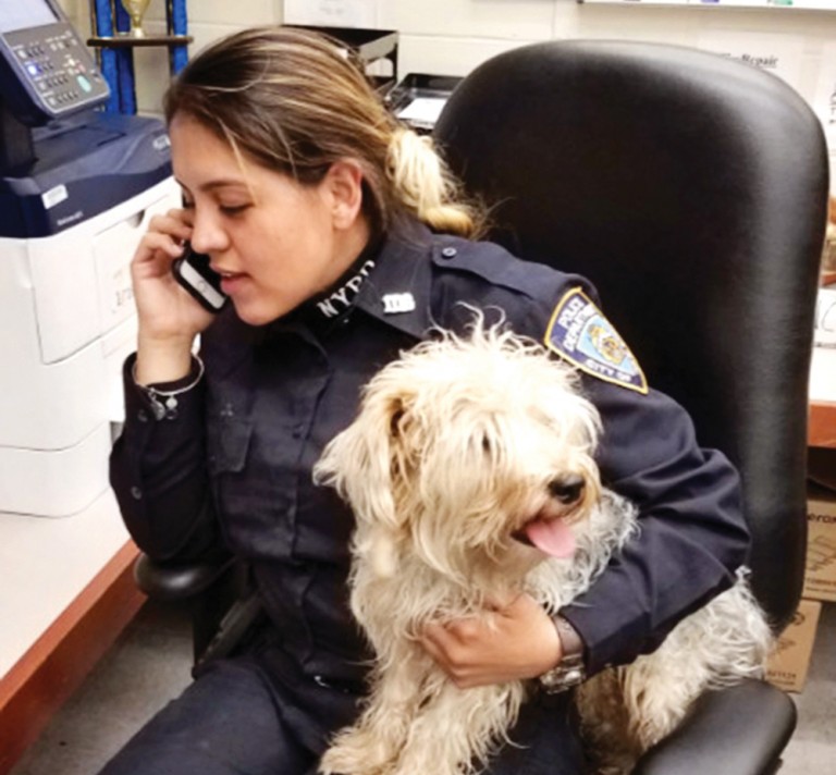 More than 80 Percent of Reported NYC Animal Cruelty Cases Involve Dogs: Report