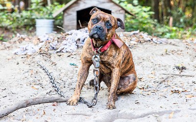 Addabbo Touts Package of Animal Welfare Bills