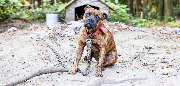 Addabbo Touts Package of Animal Welfare Bills