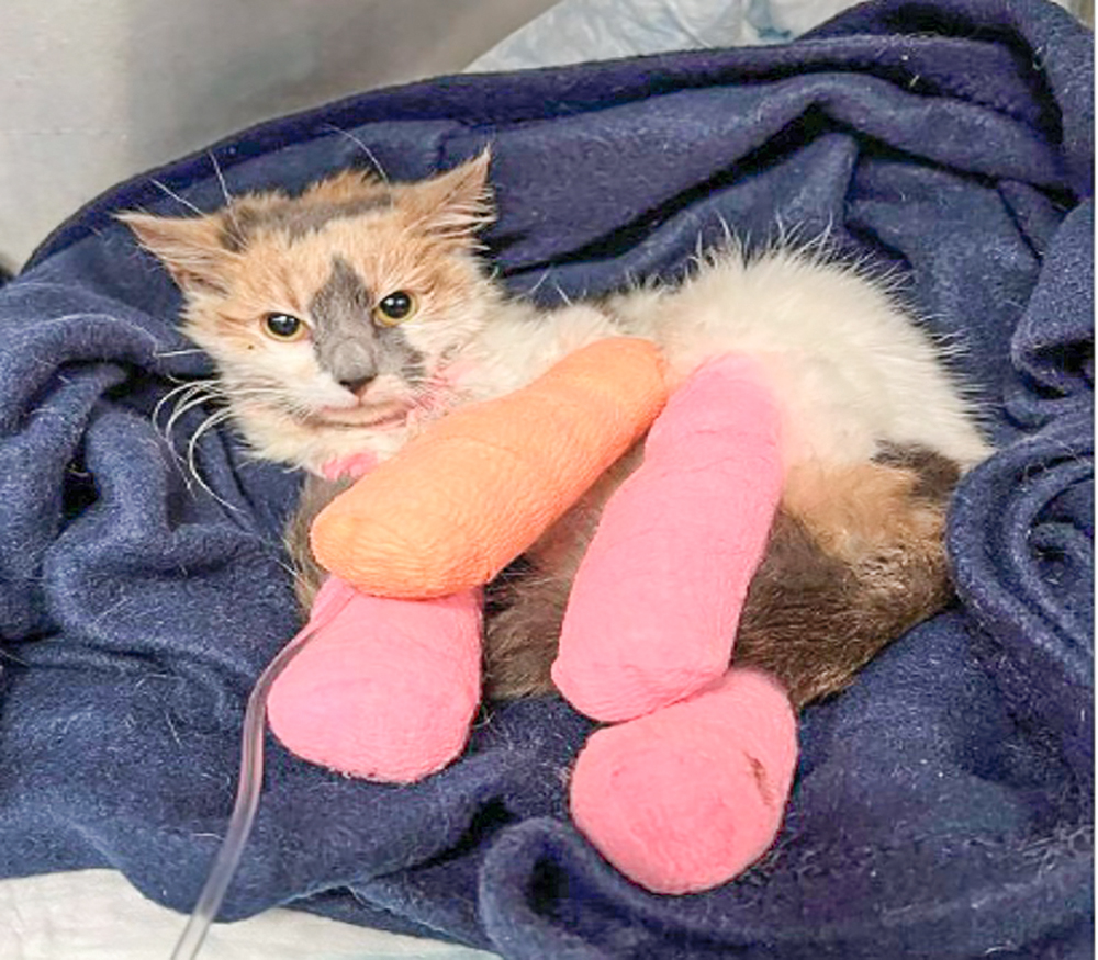 File Photo “Protecting animals from cruelty and ensuring their safety is a responsibility we all share,” Sen. Addabbo said.