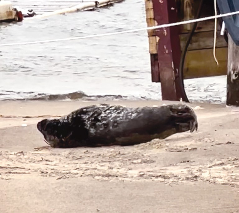 Seal Pup Plays Beach Bum