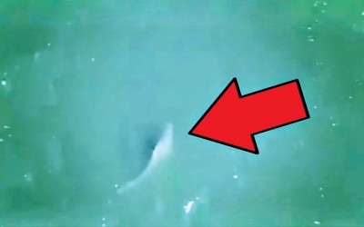 Shark Sightings Take Bite out of Holiday Weekend in Rockaway