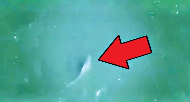Shark Sightings Take Bite out of Holiday Weekend in Rockaway