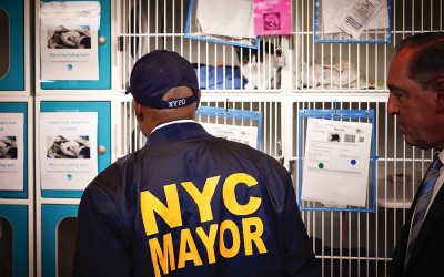 City Boosts Animal Shelter Capacity