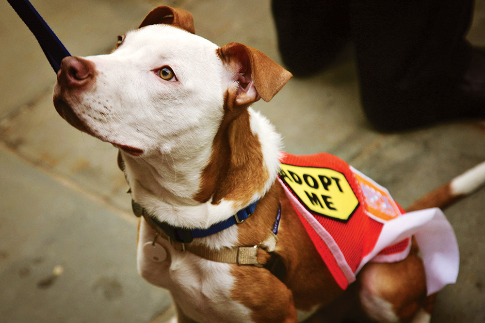 Photo Courtesy of Ed Reed/Mayoral Photography Office Hizzoner encouraged all New Yorkers to consider adding a pet to their family by visiting ACC.