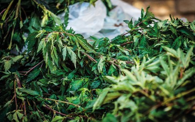 NYC Marijuana Dispensaries Generated $10M for the City in First Half of 2025