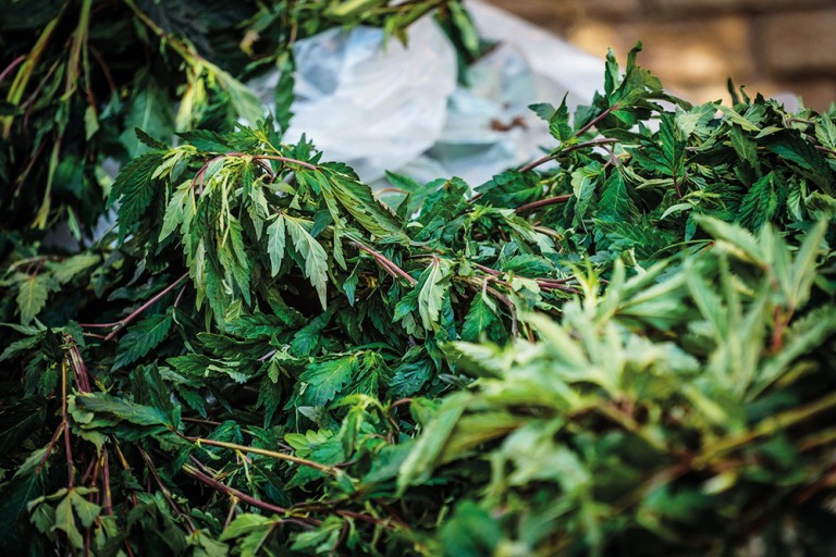 NYC Marijuana Dispensaries Generated $10M for the City in First Half of 2025