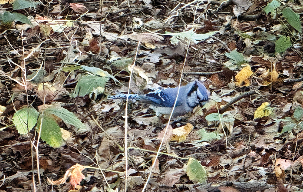 Photo Courtesy of Sen. Addabbo Tour participants saw a blue jay, among many other birds, in Forest Park.