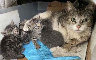 Council Approves $500K in Funding for Program to Expand Affordable Spay, Neuter Services