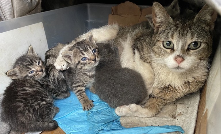 Council Approves $500K in Funding for Program to Expand Affordable Spay, Neuter Services